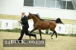 24BUCK_06439 thumbnail