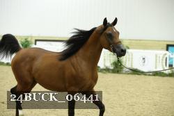 24BUCK_06441 thumbnail