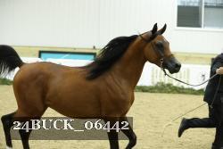24BUCK_06442 thumbnail