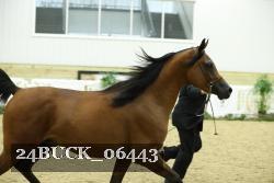 24BUCK_06443 thumbnail