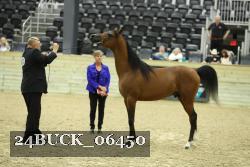 24BUCK_06450 thumbnail