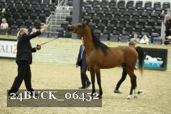 24BUCK_06452 thumbnail