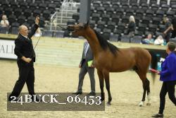 24BUCK_06453 thumbnail