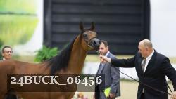 24BUCK_06456 thumbnail