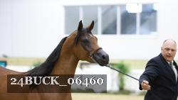 24BUCK_06460 thumbnail