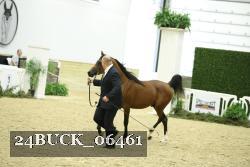 24BUCK_06461 thumbnail