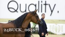 24BUCK_06467 thumbnail