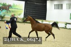 24BUCK_06474 thumbnail