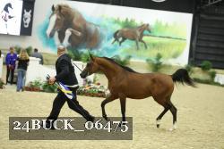 24BUCK_06475 thumbnail