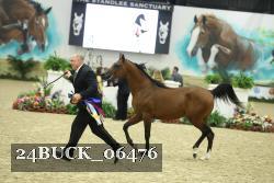 24BUCK_06476 thumbnail