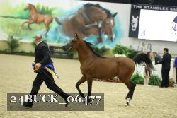 24BUCK_06477 thumbnail