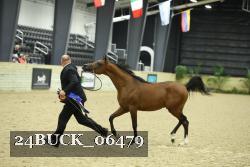 24BUCK_06479 thumbnail