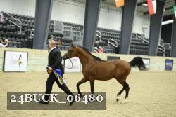 24BUCK_06480 thumbnail