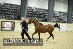 24BUCK_06481 thumbnail