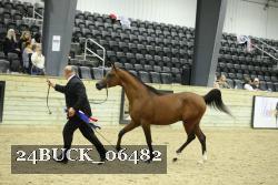 24BUCK_06482 thumbnail