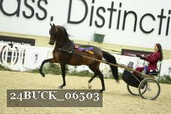 24BUCK_06503 thumbnail