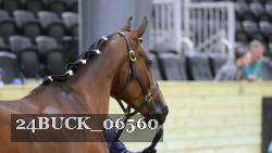 24BUCK_06560 thumbnail