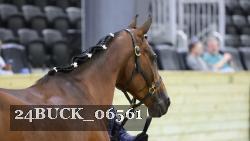 24BUCK_06561 thumbnail