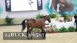24BUCK_06567 thumbnail