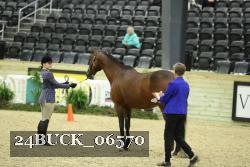 24BUCK_06570 thumbnail