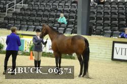 24BUCK_06571 thumbnail