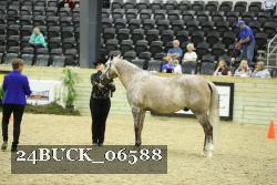 24BUCK_06588 thumbnail