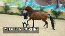 24BUCK_06599 thumbnail