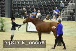 24BUCK_06608 thumbnail