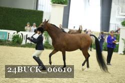 24BUCK_06610 thumbnail
