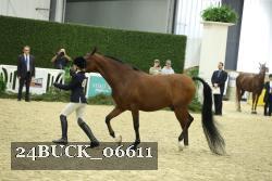 24BUCK_06611 thumbnail