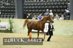 24BUCK_06612 thumbnail