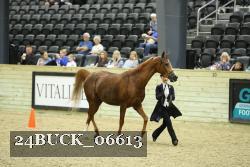 24BUCK_06613 thumbnail