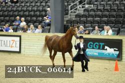 24BUCK_06614 thumbnail
