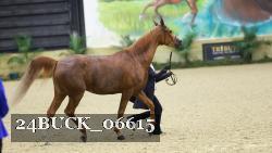 24BUCK_06615 thumbnail