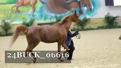 24BUCK_06616 thumbnail