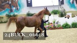 24BUCK_06618 thumbnail