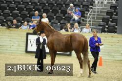 24BUCK_06623 thumbnail