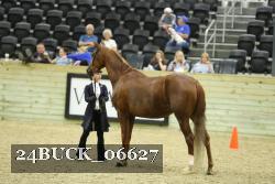 24BUCK_06627 thumbnail