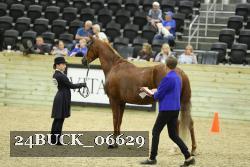 24BUCK_06629 thumbnail