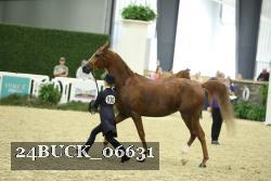 24BUCK_06631 thumbnail