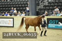 24BUCK_06635 thumbnail