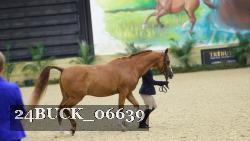24BUCK_06639 thumbnail