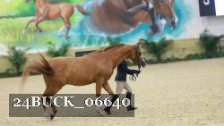 24BUCK_06640 thumbnail