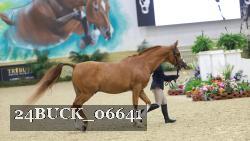 24BUCK_06641 thumbnail