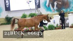 24BUCK_06643 thumbnail
