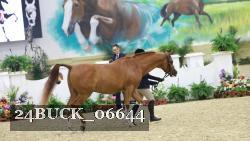 24BUCK_06644 thumbnail