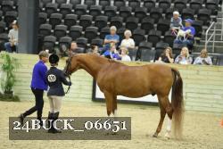 24BUCK_06651 thumbnail