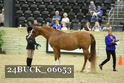 24BUCK_06653 thumbnail