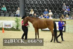 24BUCK_06670 thumbnail