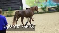 24BUCK_06689 thumbnail
